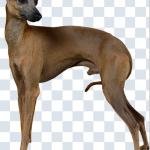 500+ Animals PNGs – Cats & Dogs Transparent Images for Design & Editing