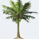 Download 200+ Nature PNG Pack – Greenery, Leaves & Outdoor Designs