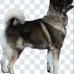 500+ Animals PNGs – Cats & Dogs Transparent Images for Design & Editing