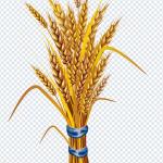 Fruits & Wheat 108 PNGs – Fresh Fruits, Wheat & Healthy Food Transparent Images