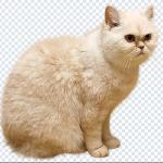 500+ Animals PNGs – Cats & Dogs Transparent Images for Design & Editing