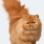 500+ Animals PNGs – Cats & Dogs Transparent Images for Design & Editing
