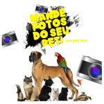 Download 100+ Pet Shop PSD Templates | Mega Bundle of Editable Flyers, Banners & Social Media Designs for Pet Stores