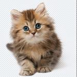 500+ Animals PNGs – Cats & Dogs Transparent Images for Design & Editing