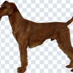 500+ Animals PNGs – Cats & Dogs Transparent Images for Design & Editing